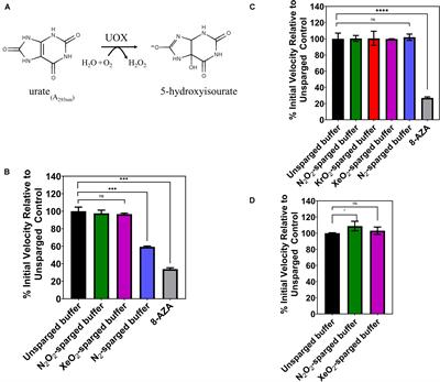 Revisiting the Effects of Xenon on Urate Oxidase and Tissue Plasminogen Activator: No Evidence for Inhibition by Noble Gases